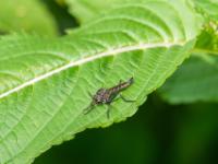 Gemeine Raubfliege